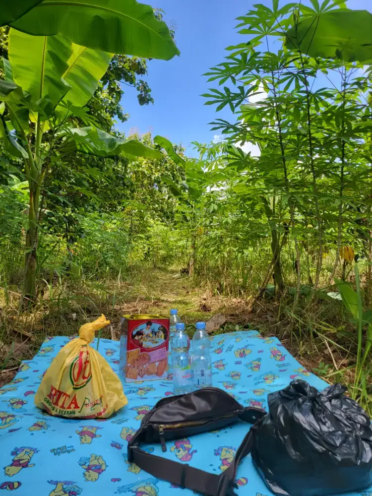 DIjual KEBUN ALPOKAT