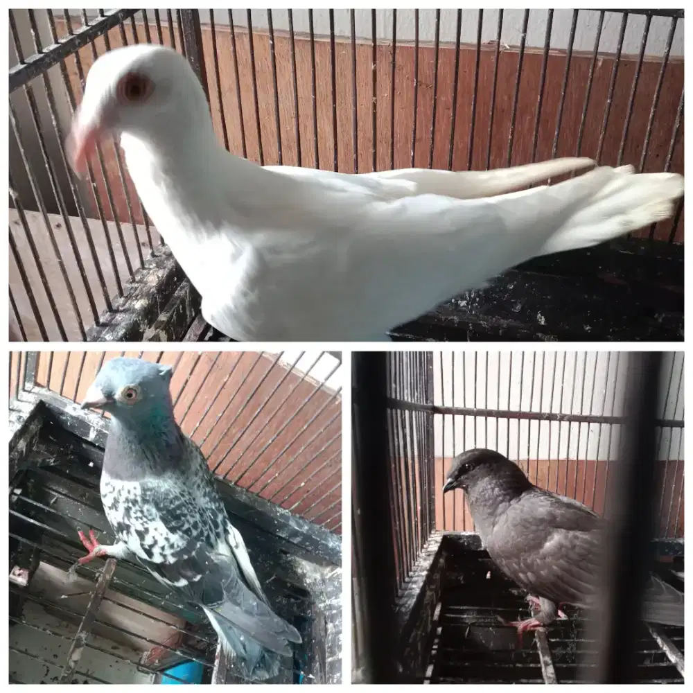 Tiga burung kondisi swhat