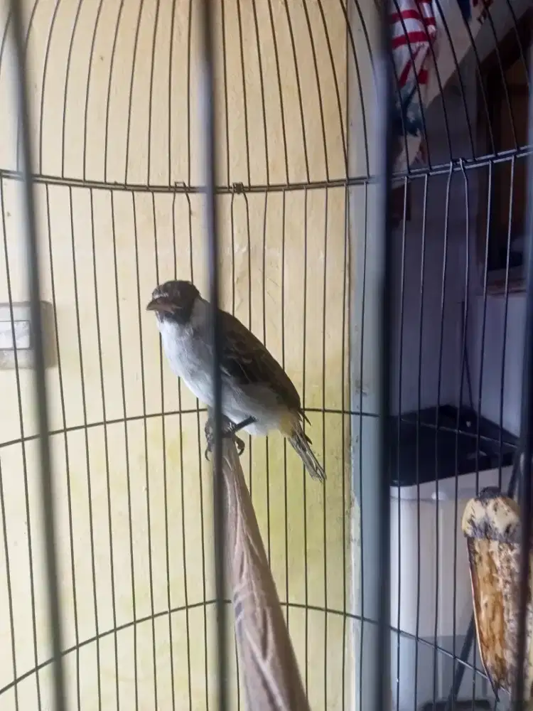 BURUNG KUTILANG JINAK BGT MASIH MUDA JUAL FS NO KRODONG