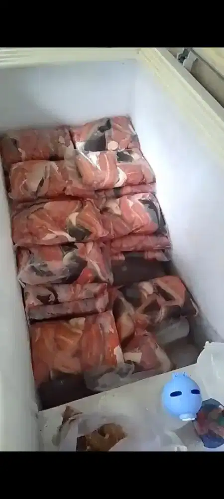 Daging ikan lele frozen