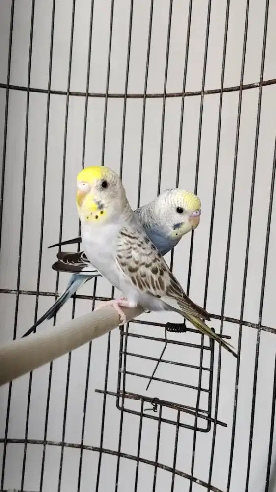 Parkit mutasi sepasang