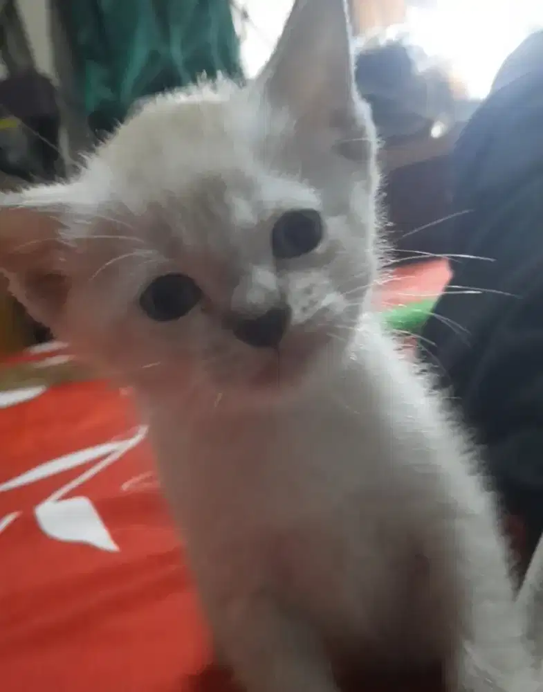 Kitten putih mixdom jantan 1,5 bulan