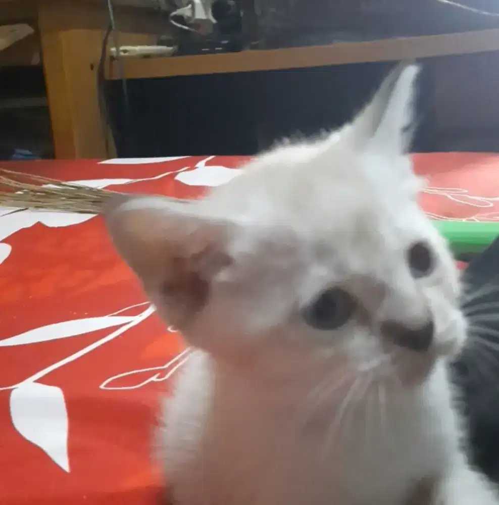 Kitten putih mixdom jantan 1,5 bulan