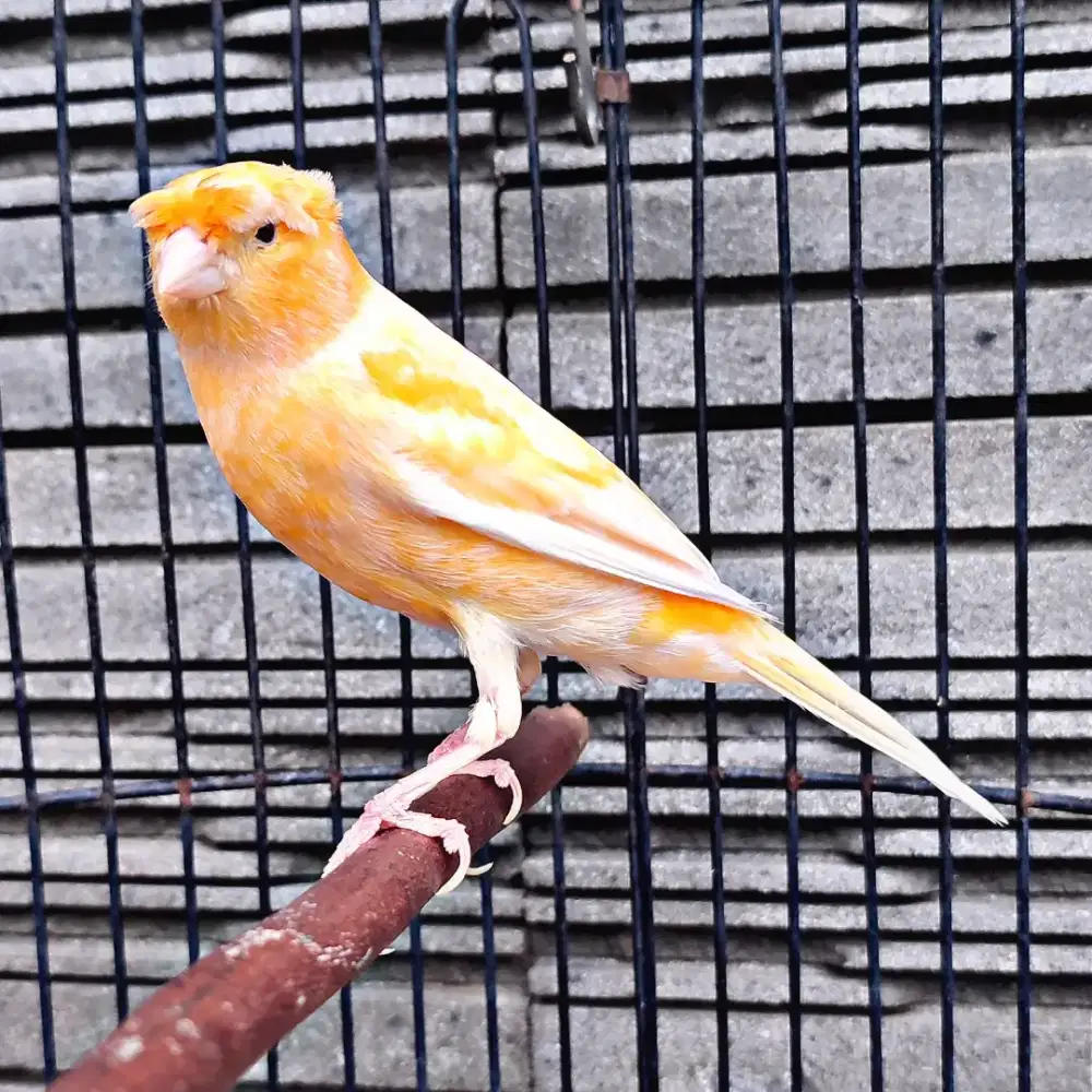 Kenari AF Jambul/Gloster Orange Sunkist - Jantan Gacor
