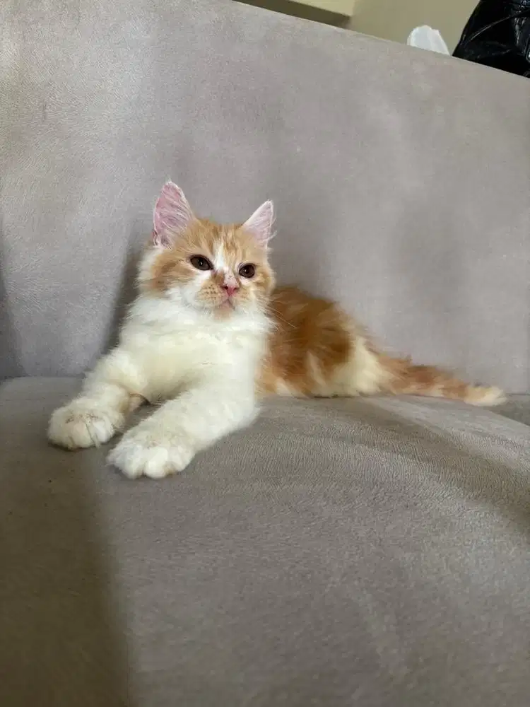 Mainecoone redwhite betina