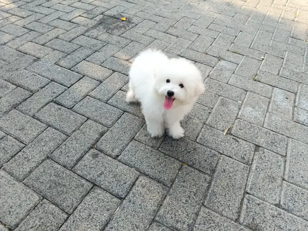 Mini Bichon Frise Jantan Cucu Import Korea
