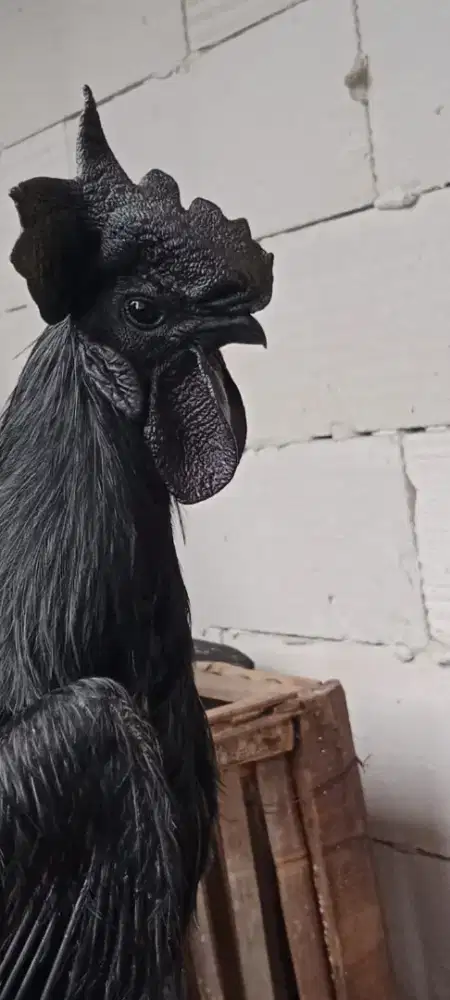 Ayam Jantan Cemani Rajek Besi