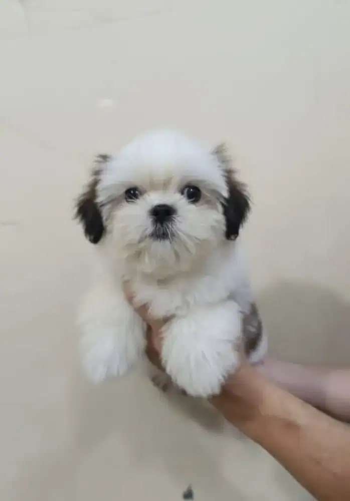 Mini Shihtzu Jantan Bloodline Import