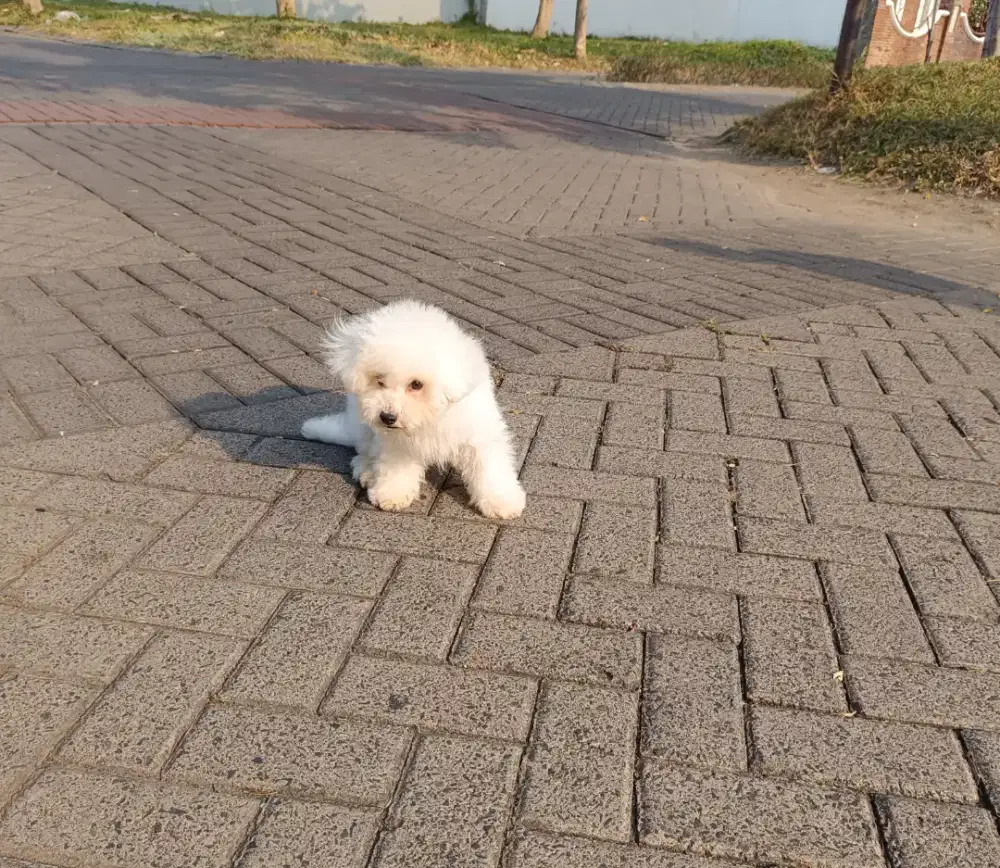 Mini Bichon Frise Betina Cucu Import Korea