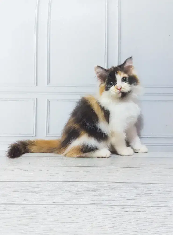Kucing kitten persia gembul kualitas super