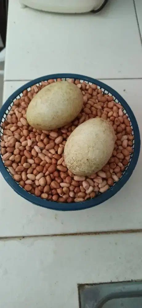 telur angsa kwokan