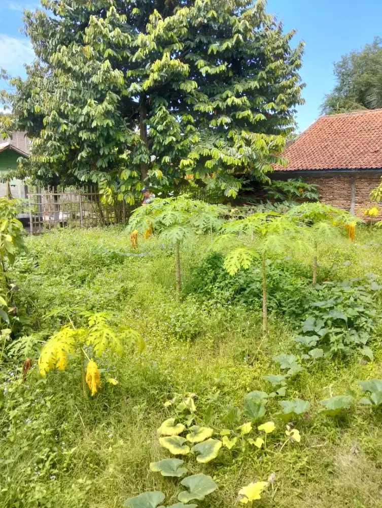 DiJual Tanah Luas 145m2 SHM Purwakarta NEGO TIPIS