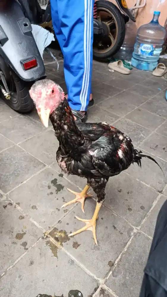 Ayam bangkok klasik