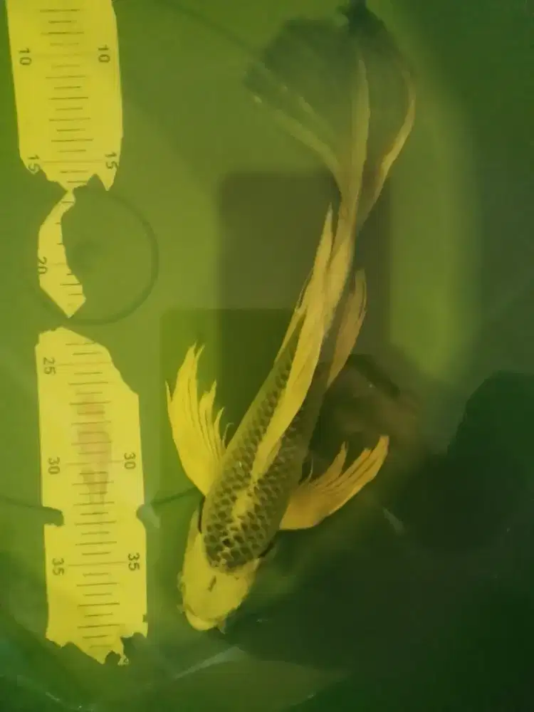Ikan koi jenis Slayer Mukashi 30cm