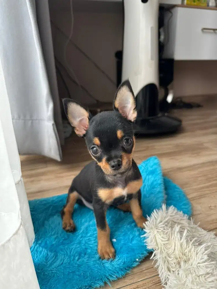 Puppies cihuahua 2 bulan