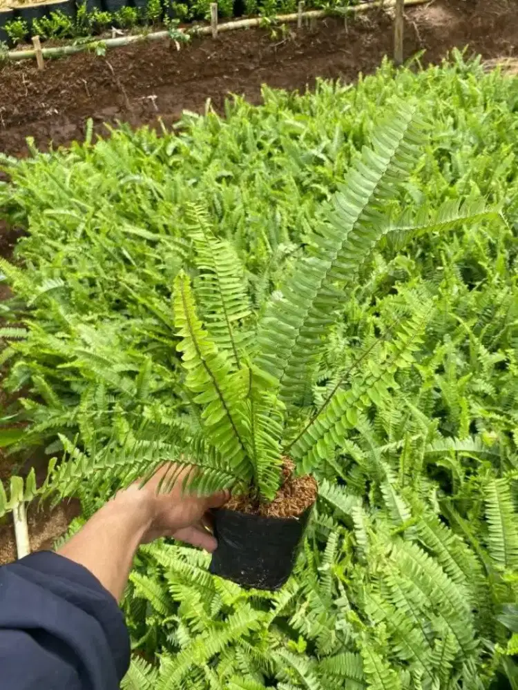 Jual Tanaman Pakis Kelabang