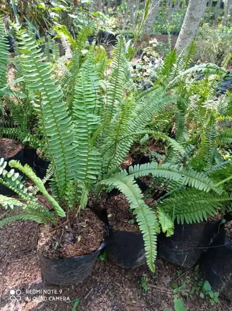 Jual Tanaman Pakis Kelabang