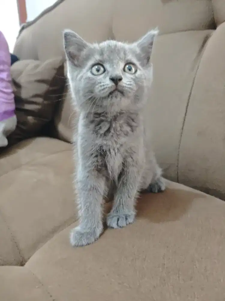 British Shorthair BSH