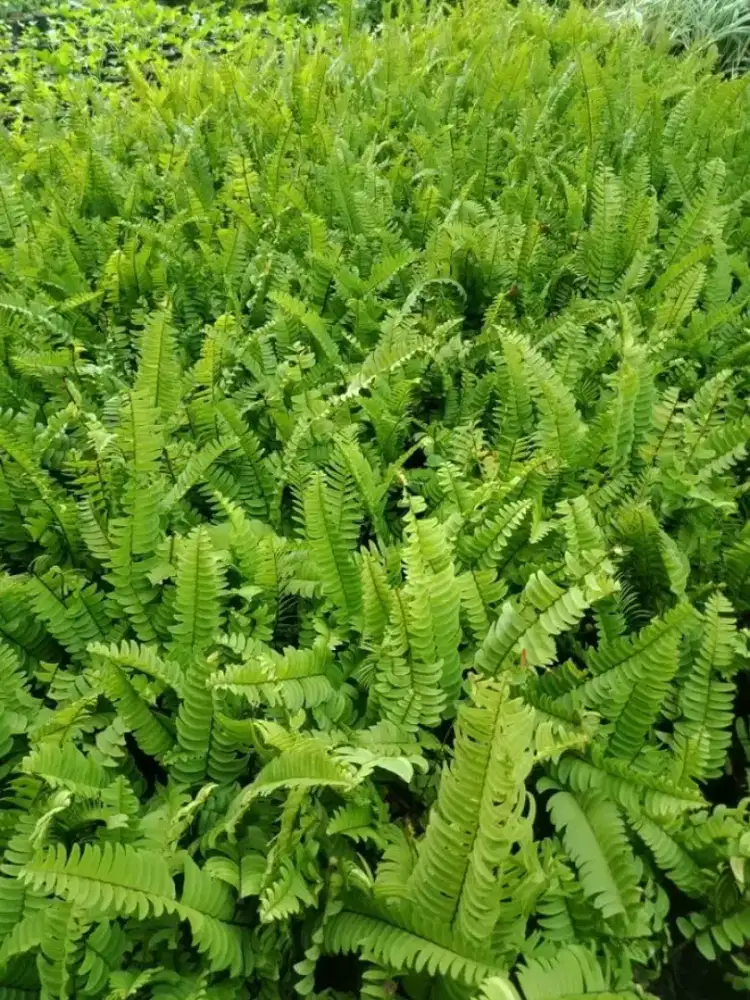 Jual Tanaman Pakis Kelabang