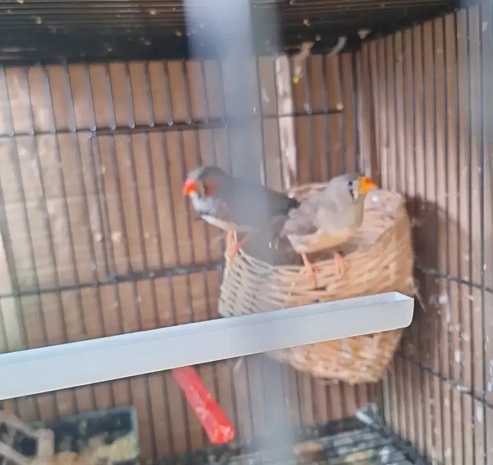 Burung zebrafinch sepasang plus 2 anak