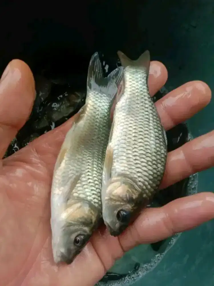 Jual bibit ikan ukuran 2 jari minat WA kang