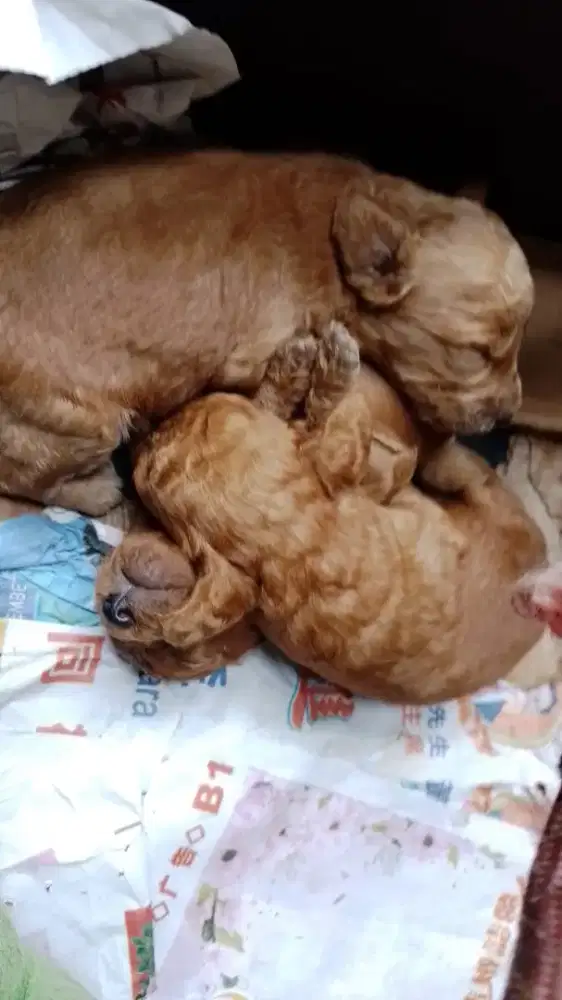 Dijual Anakan Mini Red Toy Poodle