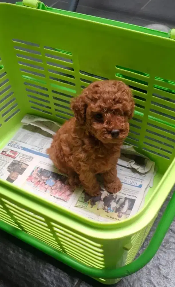 Red poodle betina lincah
