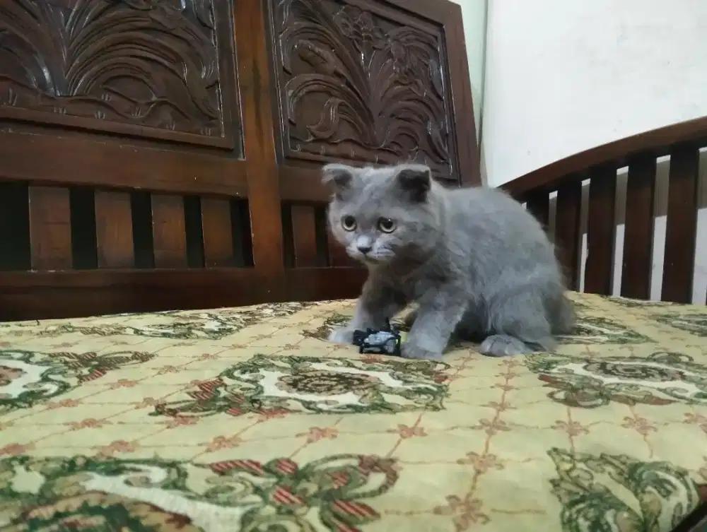 British Long Hair (BLH) Scottish Blue Solid Betina