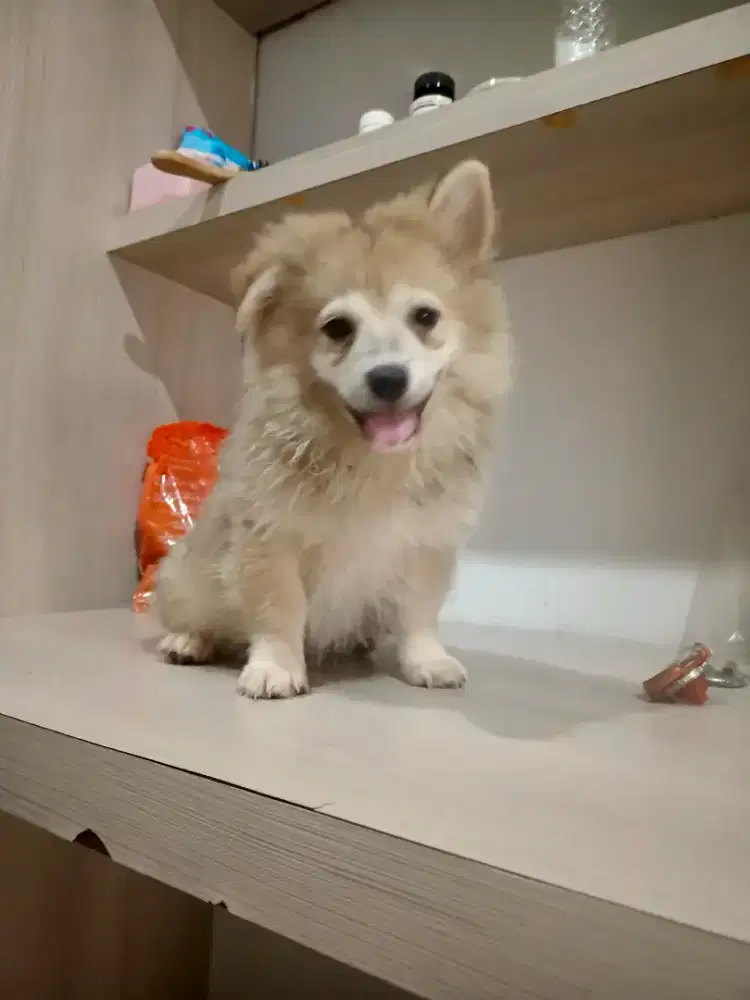 Dijual murah anjing pom