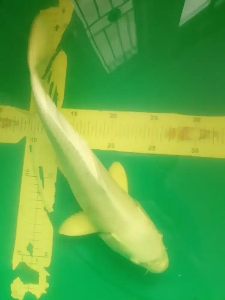 Ikan koi jenis Platinum 30cm