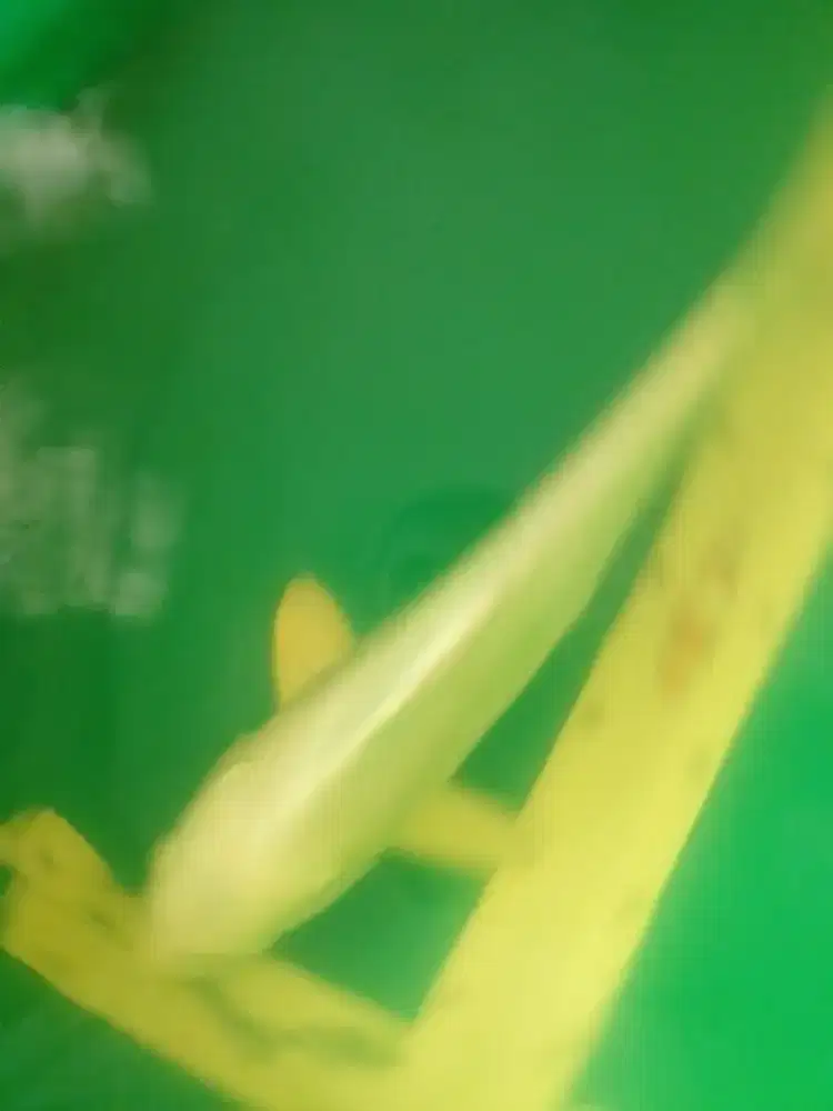 Ikan koi jenis Platinum 30cm