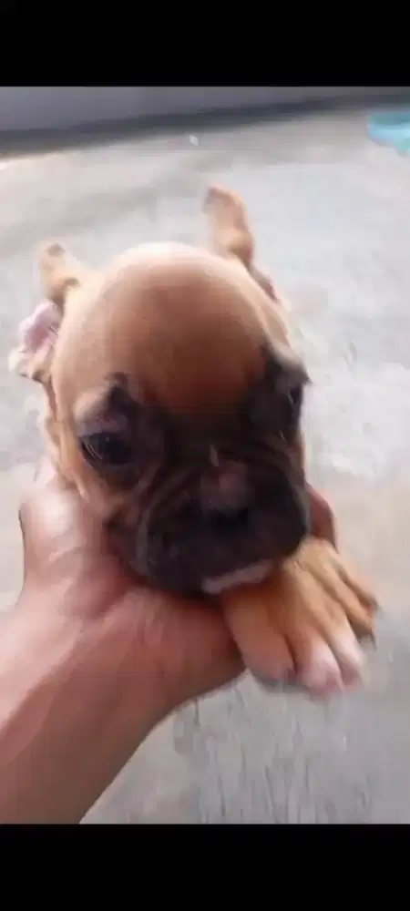 Franch bulldog stambum