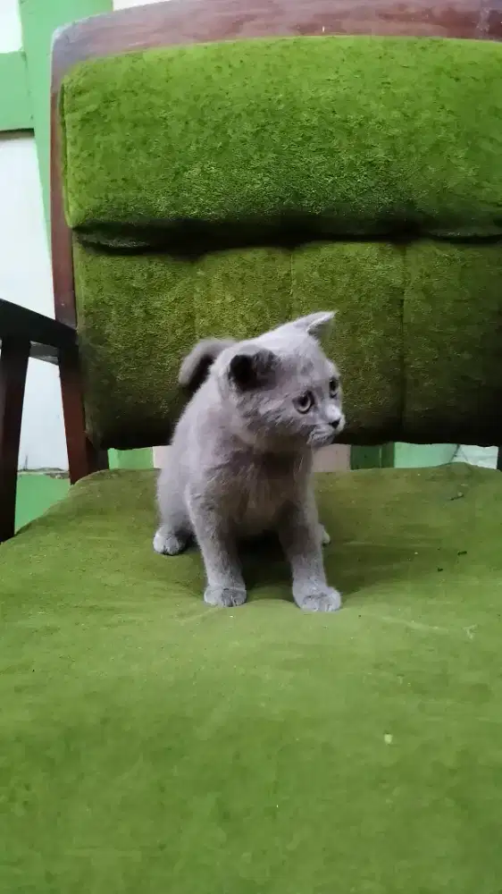 British Short Hair Scottish Blue Solid Jantan
