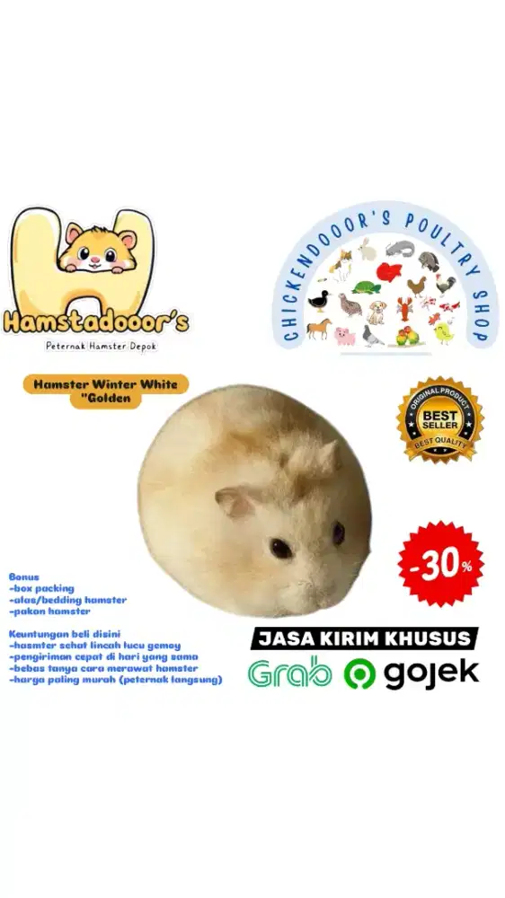 Hamster winter white hamster syrian hamster campbell roborovski jinak