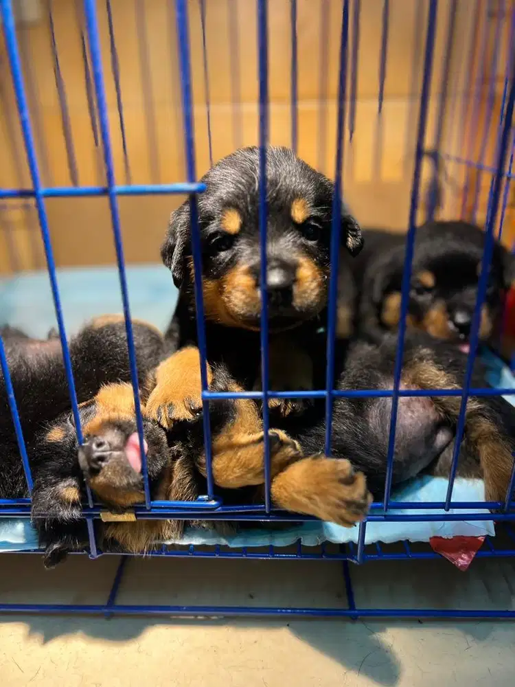 Puppies Rottweiler