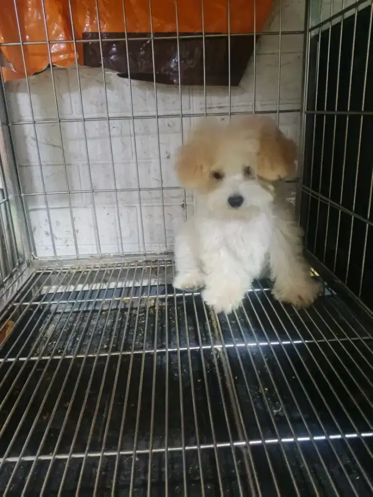 anakan toy pudel 2 bln jtn btn stb vaksin