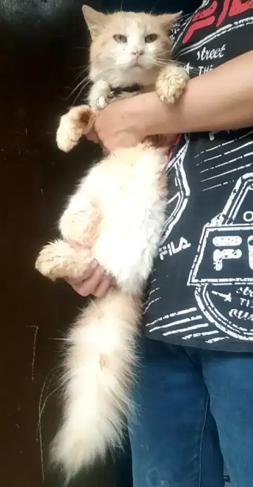 Kucing Persia medium jantan jalan setahun