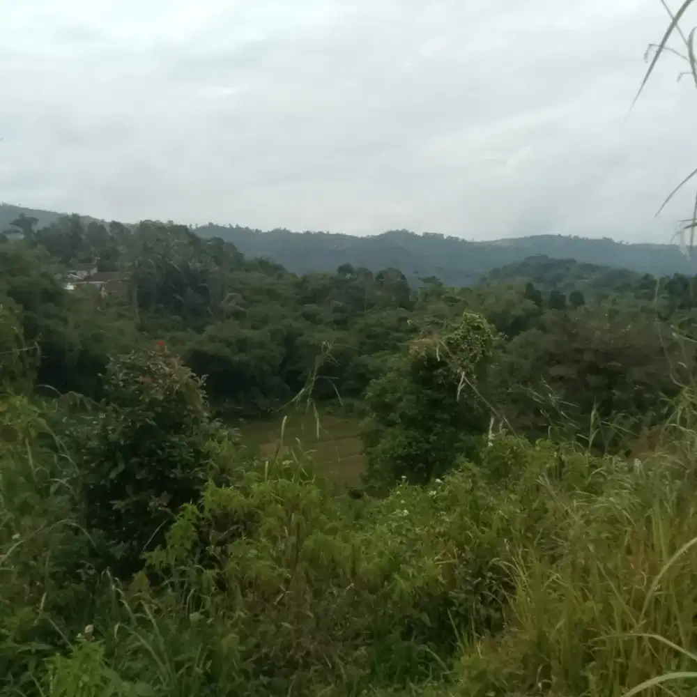 LOKASI MURAH DI BOGOR BUAT VILLA / TERNAK SEJUK