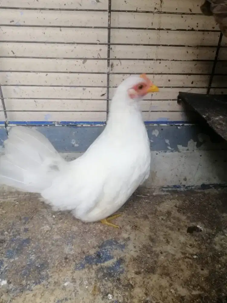 Ayam kate betina putih polos