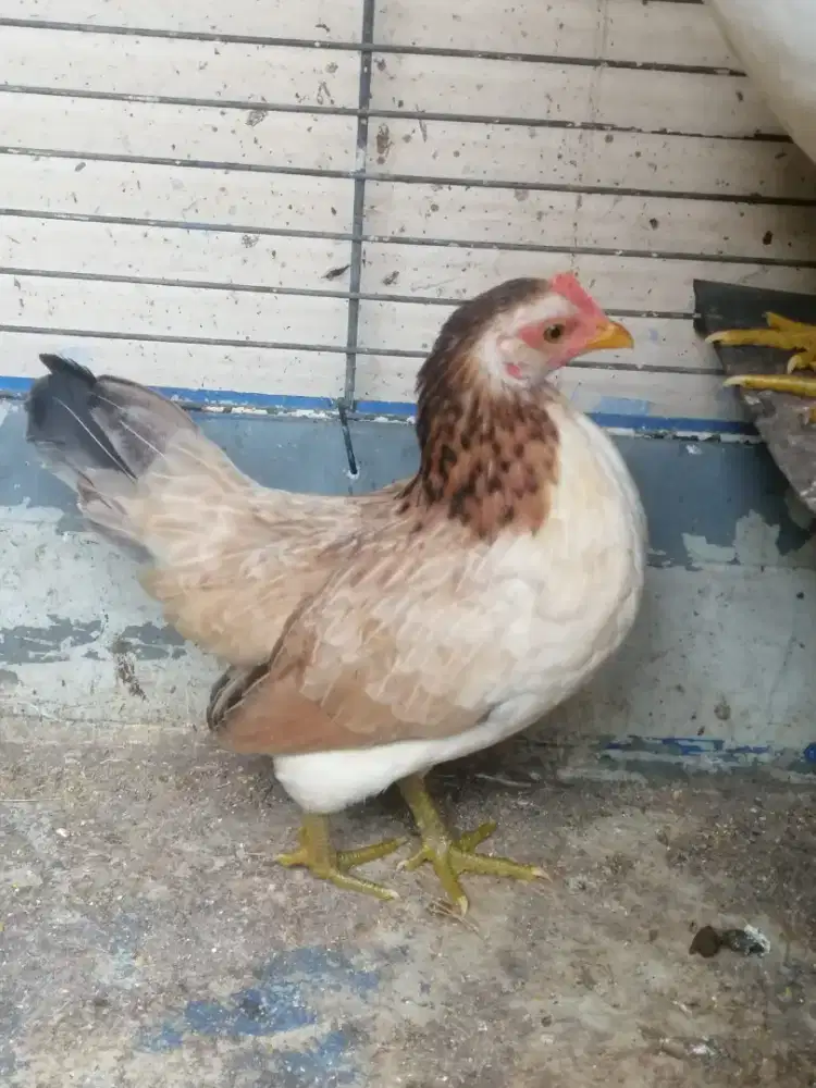 Ayam kate betina siap bertelur