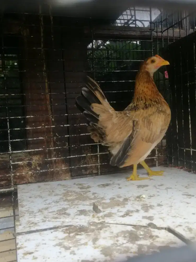 Ayam kate betina warna coklat