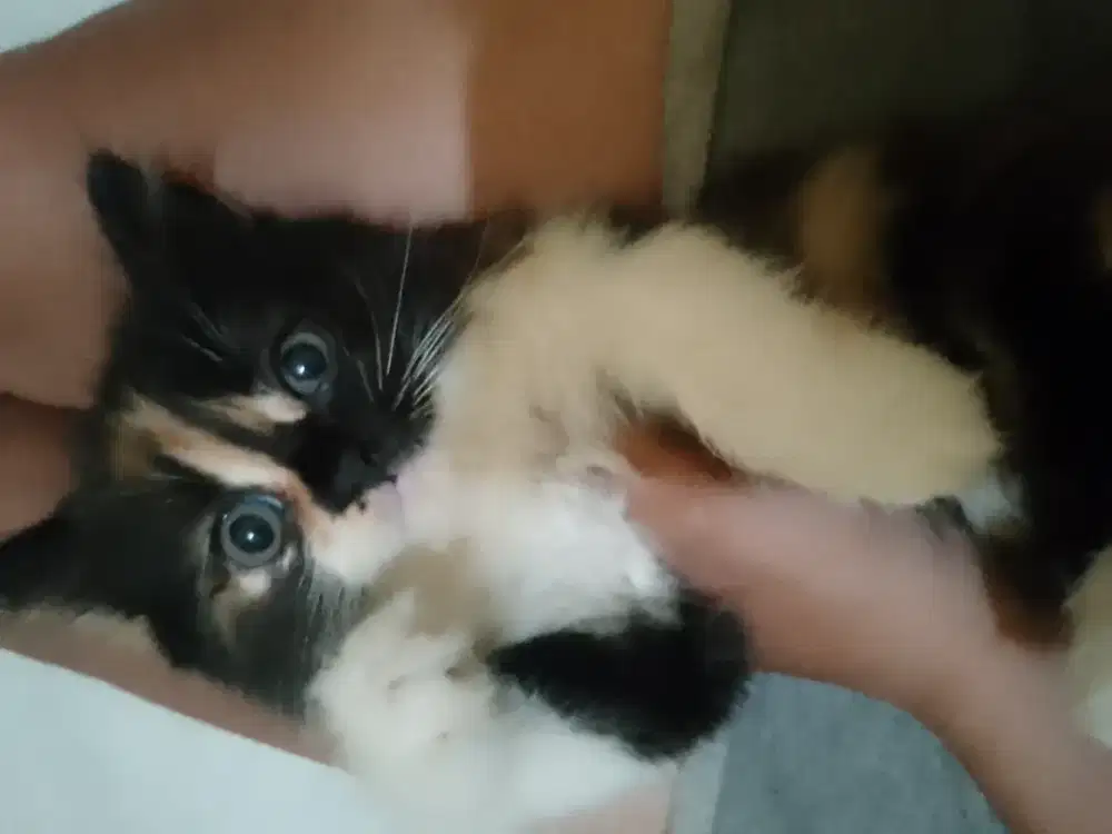 Anakan Persia siap adopsi