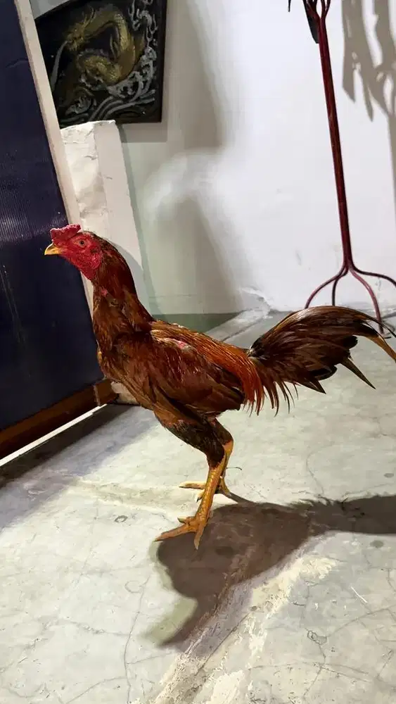 AYAM BANGKOK PAKHOY