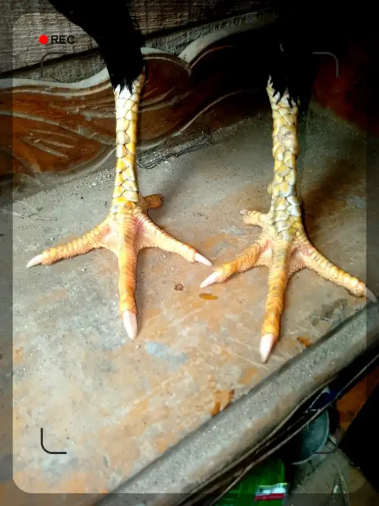 ISTIMEWA Si Kaki BINTANG. BK Berkualitas Khusus Cetak Bibit Unggul