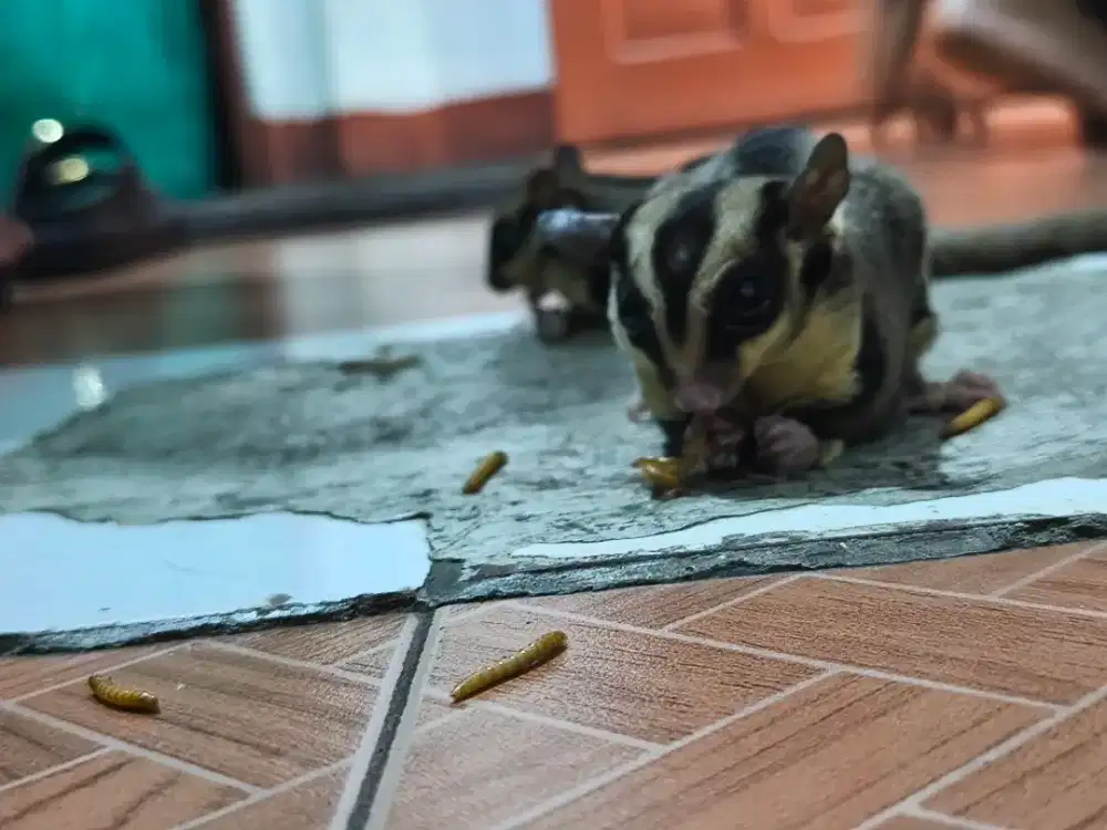 JUAL SUGAR GLIDER