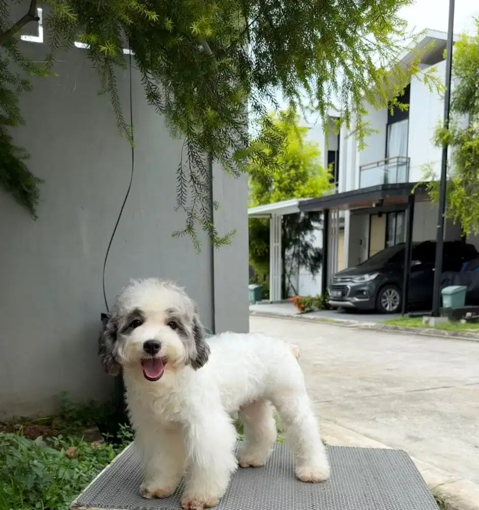 Calon pejantan Toy Poodle Party Color