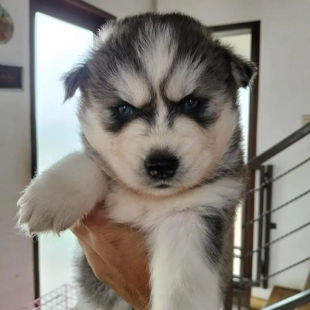 Anjing / puppies siberian husky cute