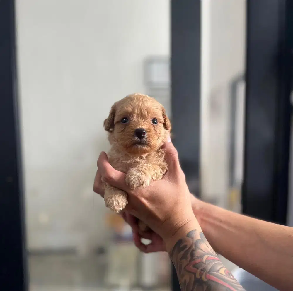 Anjing / puppies maltipoo cute