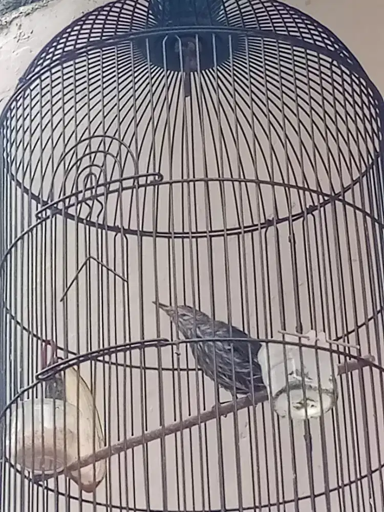 Masteran bagus siri2 raja