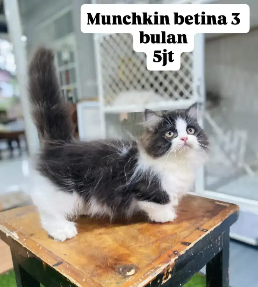 Kucing persia flatnose munchkin himalaya lucu luucu gemoy